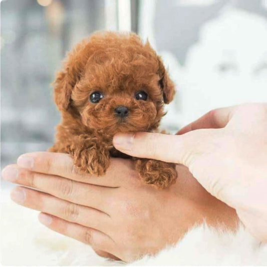 Why Milow – My Realistic Robot Puppy is the Perfect Companion for Every Home
