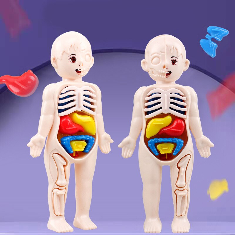 Montessori Body Parts™- Human Body